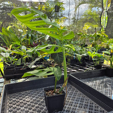 Load image into Gallery viewer, Monstera Esqueleto, Exact Plant Ships Nationwide