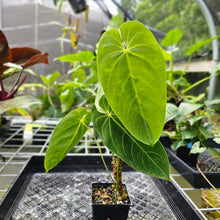 Load image into Gallery viewer, Anthurium Angamarcanum , Exact Plant