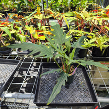Load image into Gallery viewer, Philodendron Orchid Jungle, Exact Plant Ships Nationwide