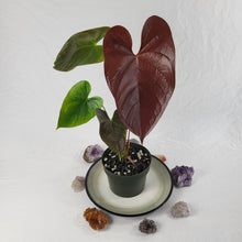 Load image into Gallery viewer, Anthurium Red Beauty, Exact Plant