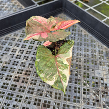 Load image into Gallery viewer, Syngonium Strawberry Ice Variegated exact plant, Fedex 2day*