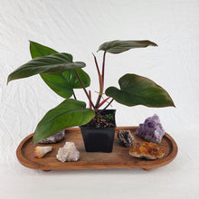 Load image into Gallery viewer, Philodendron Dark Lord 4" pot, Fedex 2day*