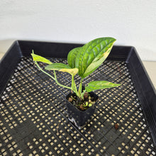 Load image into Gallery viewer, Monstera Peru "Karstenianum" Variegated exact plant, Fedex 2day*