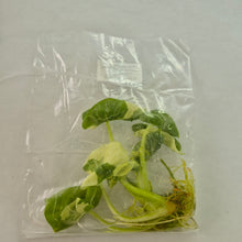 Load image into Gallery viewer, Alocasia Macrorhizza Albo Variegated Tissue Culture Fedex 2day*