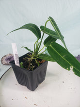 Load image into Gallery viewer, Anthurium Warocqueanum, Queen, Exact Plant