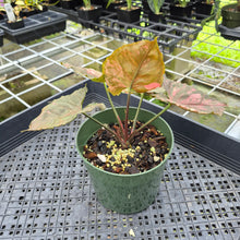 Load image into Gallery viewer, Syngonium Strawberry Ice Variegated exact plant, Fedex 2day*