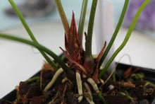 Load image into Gallery viewer, Anthurium Watermaliense, exact plant, ships nationwide