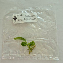 Load image into Gallery viewer, Anthurium Pallidiflorum tissue culture 2dayair