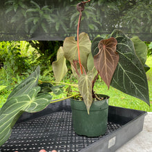 Load image into Gallery viewer, Anthurium Magnificum X AFF noid, exact plant, Fedex 2day*