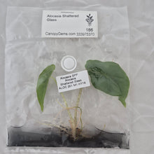 Load image into Gallery viewer, Alocasia Shattered Glass tissue culture 2DayAir