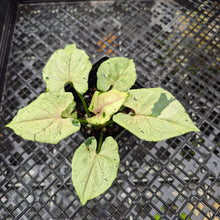 Load image into Gallery viewer, Syngonium Green Splash, Exact Plant Variegated Ships Nationwide