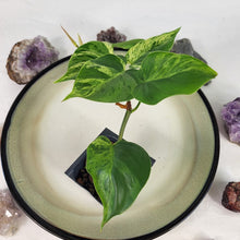 Load image into Gallery viewer, Philodendron Hederaceum, Heart Leaf, Exact Plant Variegated