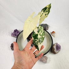 Load image into Gallery viewer, Alocasia Frydek, Exact Plant Variegated