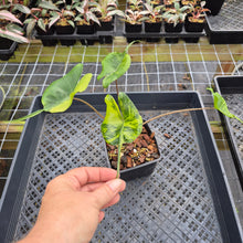 Load image into Gallery viewer, Alocasia Stingray aurea variegated exact plant, Fedex 2day*