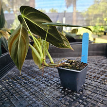 Load image into Gallery viewer, Philodendron Melanochrysum, Exact Plant 2.5" Ships Nationwide