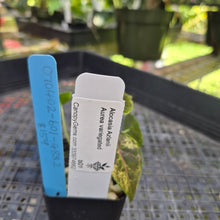 Load image into Gallery viewer, Alocasia Azlanii Aurea variegated , Exact Plant Ships Nationwide