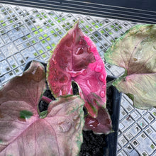 Load image into Gallery viewer, Syngonium Strawberry Ice Variegated 4" pot, Fedex 2day*