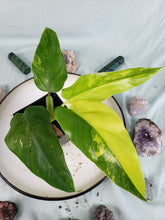 Load image into Gallery viewer, Variegated Domesticum, Exact Plant, Philodendron