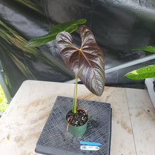Load image into Gallery viewer, Anthurium Moodeanum, Exact Plant Ships Nationwide