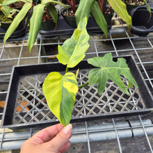 Load image into Gallery viewer, Philodendron Radiatum, Exact Plant Variegated Ships Nationwide