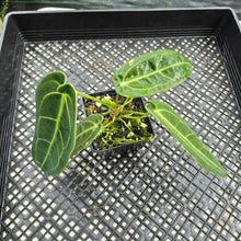 Load image into Gallery viewer, Anthurium Warocqueanum, Queen exact plant, Fedex 2day*