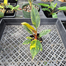 Load image into Gallery viewer, Philodendron Red Congo Variegated 2.5" pot, Fedex 2day*