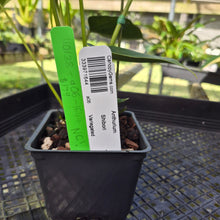 Load image into Gallery viewer, Anthurium Shibori, Exact Plant Variegated