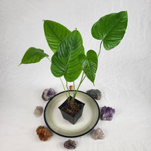 Load image into Gallery viewer, Anthurium Propinquum, Exact Plant Ships Nationwide