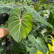 Load image into Gallery viewer, Philodendron Gloriosum, Dark Form 6" pot, Fedex 2day