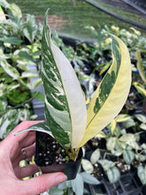Load image into Gallery viewer, Rhaphidophora Lobbii Variegated 2.5" pot, Fedex 2day*
