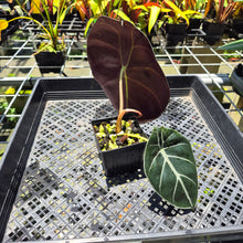 Load image into Gallery viewer, Alocasia Longiloba Grandis x Sanderiana 'Mark Campbell' exact plant, Fedex 2day*