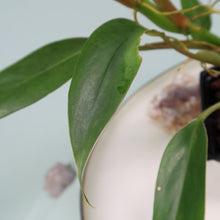 Load image into Gallery viewer, Philodendron Mexicanum Shipped Nationwide