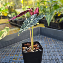 Load image into Gallery viewer, Alocasia nobilis pink Variegated Ships Nationwide