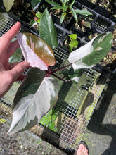 Load image into Gallery viewer, Philodendron Red Anderson Variegated 2.5" pot, Fedex 2day*