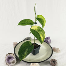 Load image into Gallery viewer, Scindapsus Jade Satin Aurea, Exact Plant Variegated Ships Nationwide