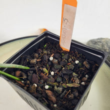 Load image into Gallery viewer, Philodendron Verrucosum 4" pot, Fedex 2 day*