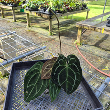 Load image into Gallery viewer, Anthurium Besseae AFF x Forgettii White Stripe, Exact Plant