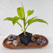 Load image into Gallery viewer, Philodendron Thai Sunrise Variegated 4" pot, Fedex 2day*