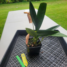Load image into Gallery viewer, Anthurium Scherzerianum "Pig Tail", Exact Plant Ships Nationwide