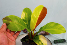 Load image into Gallery viewer, Variegated Philodendron Red Moon 'Half moon' Exact Plant