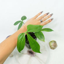 Load image into Gallery viewer, Anthurium Clavigerum. no shipping: ca,az,tx,la