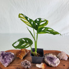 Load image into Gallery viewer, Monstera Adansonii Aurea Variegated 2.5" pot, Fedex 2day*