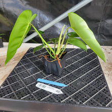 Load image into Gallery viewer, Philodendron Cordatum Kunth, Exact Plant Ships Nationwide