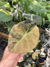 Load image into Gallery viewer, Alocasia Black Velvet Pink variegated 2.5" pot, Fedex 2day*