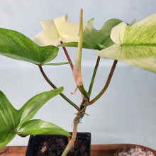 Load image into Gallery viewer, Philodendron Florida Ghost 4" pot, Fedex 2day*