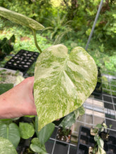Load image into Gallery viewer, Monstera Deliciosa Green Snow variegated 2.5" pot, Fedex 2day*