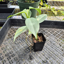 Load image into Gallery viewer, Philodendron Hastatum Silver Sword, Exact Plant Variegated Ships Nationwide