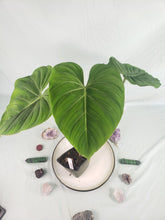 Load image into Gallery viewer, Philodendron Gloriosum, Pink Veined Back, Exact Plant