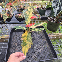 Load image into Gallery viewer, Philodendron Caramel Marble, Exact Plant Variegated Ships Nationwide