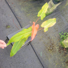 Load image into Gallery viewer, Philodendron Orange Marmalade, Exact Plant Ships Nationwide